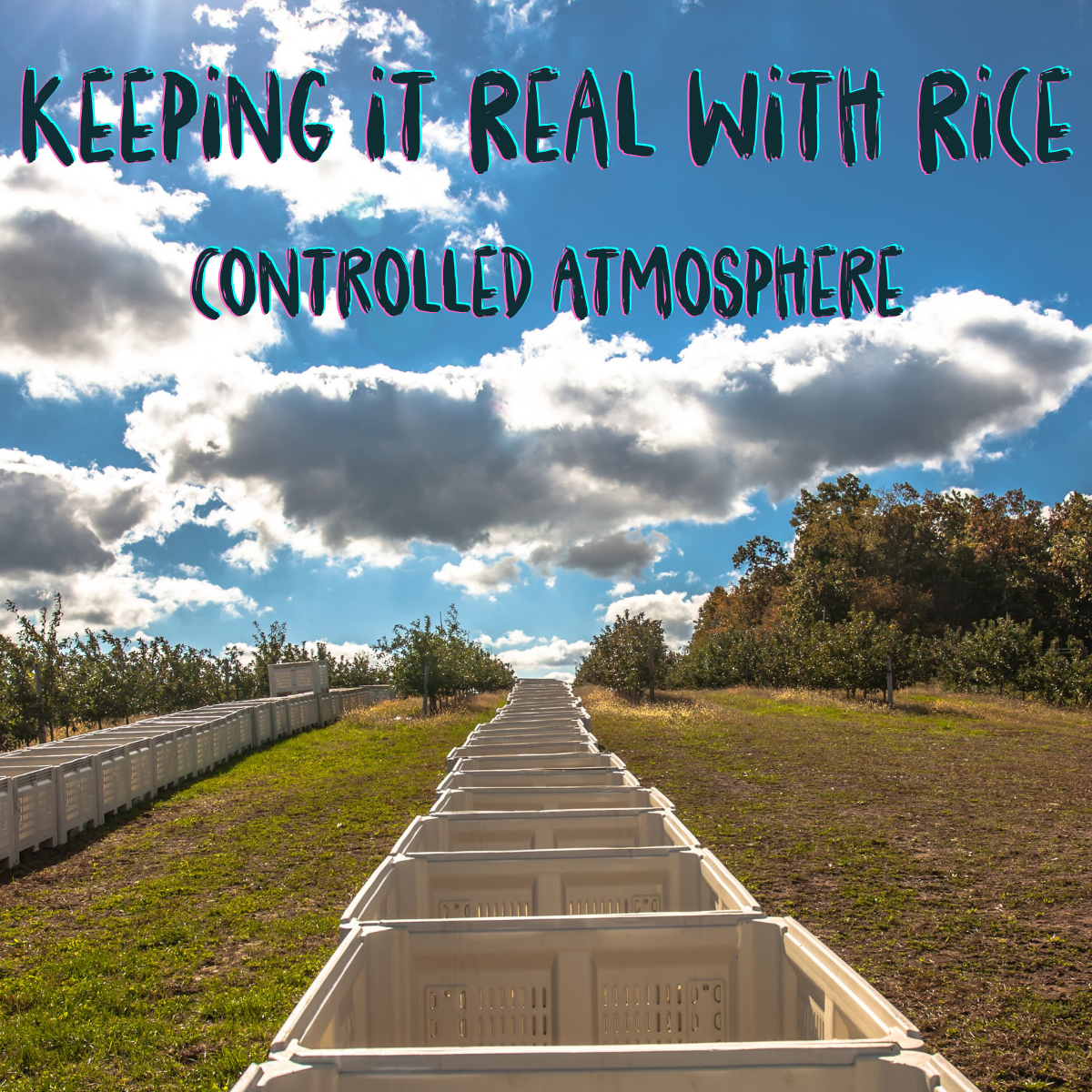Keeping it Real- Thumbnails for website